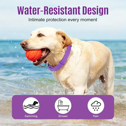 Soothing Paws Calming Dog Collar